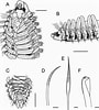 Afbeeldingsresultaten voor "spio Goniocephala". Grootte: 90 x 100. Bron: www.researchgate.net