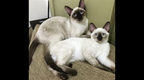 Naughty Siamese Cats Youtube