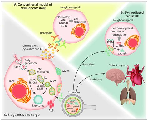 extracellular vesicles in the hematopoietic microenvironment