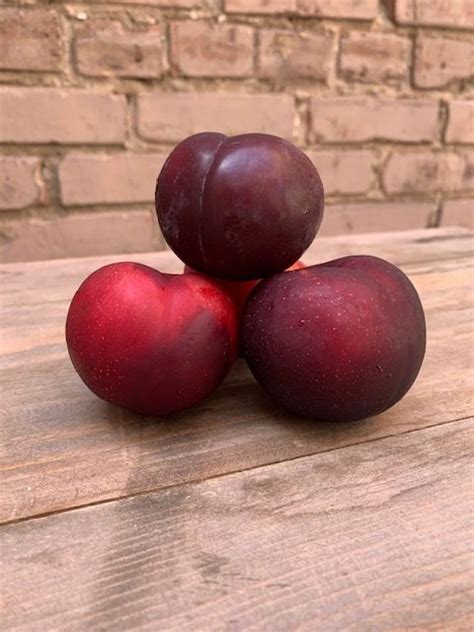 plum ea temporarily   stock   season giordano garden groceries