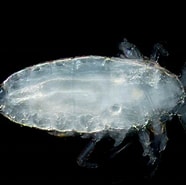 Afbeeldingsresultaten voor "lucicutia Major". Grootte: 186 x 185. Bron: plankton.image.coocan.jp