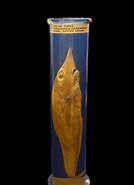 Afbeeldingsresultaten voor "trachyrhynchus Trachyrhynchus". Grootte: 134 x 185. Bron: collections.st-andrews.ac.uk