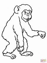 Chimpanzee Schimpansen Scimmia Affen Schimpanse Ausmalbild Gorilla Ausmalen Scimmie Bonobo Chimp Szympans Affe Malvorlage Monyet Affenbaby Supercoloring Kertas Mewarna Kanak sketch template