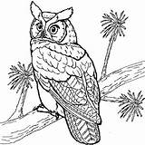 Hibou Hiboux Owl Colorier Owls Duc Chouette Rapace 2116 Grands Adulte Ccm2 Colorie Oiseau Hugolescargot sketch template
