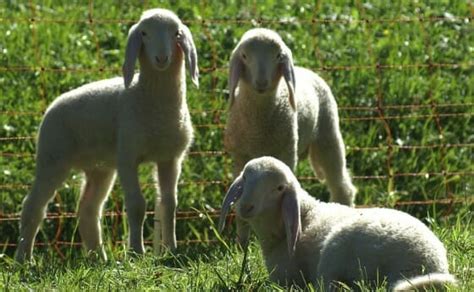 indian farmers embrace mutant multiple birth sheep modern farmer