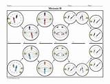 Meiosis Coloring Worksheet Activities Diagram School High Activity Biology Division Pages Teacherspayteachers Lau Mitosis Bundle Cell Template Drawing Answer Key sketch template