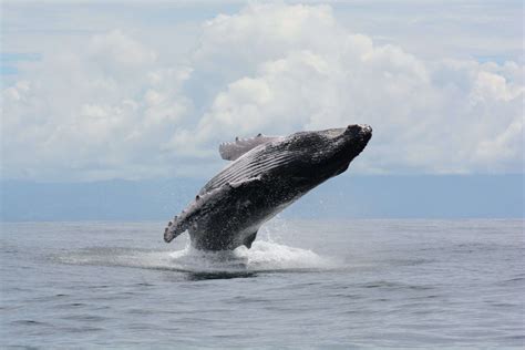 witness  whale migration firsthand  islas secas