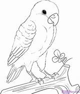 Draw Drawing Lovebird Birds Peach Coloring Parrot Animal Faced Bird Drawings Tuts Baby Drawn Face Pages Sketch Pencil Outline Step sketch template
