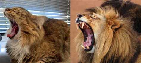 cat    impression   lion raww
