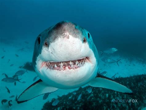 great white wait   smiling   happy shark shark shark fishing