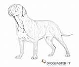 Stampare Cani Dogue Drogbaster Navigazione sketch template