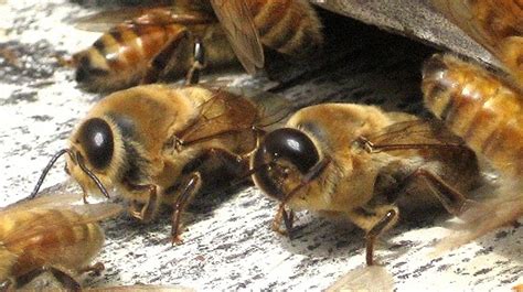 Raymond Huber Honey Bees