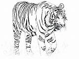 Tiger Coloring Pages Tigers Drawing Kids Baby Book Lsu Color Printable Realistic Lion Print Big Getdrawings Getcolorings Adult Fish sketch template