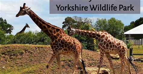 review yorkshire wildlife park  fabulous family day  wildlife