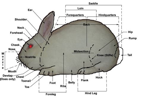 learn  parts   rabbit