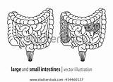 Large Intestine Small Coloring Intestines Human Vector Template Pic Anatomy Illustration sketch template
