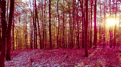 pink forest wallpapers top  pink forest backgrounds wallpaperaccess