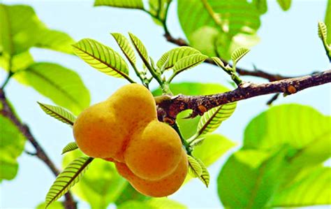 A Wild But Healthy Fruit The Asian Age Online Bangladesh