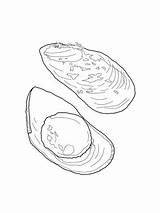 Coloring Mussel Pages Supercoloring Printable Drawing Drawings 1600px 05kb 1200 sketch template