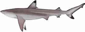 Image result for Blacktip Shark Identification. Size: 277 x 106. Source: marinewise.com.au