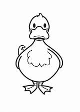 Coloring Duck sketch template