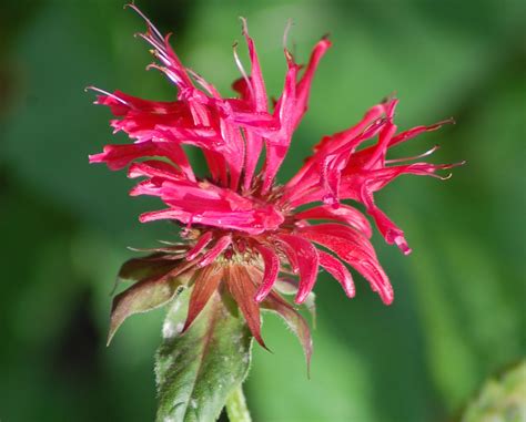 red bee balm plants flowers  attract hummingbirds