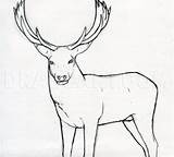 Stag Dragoart Stags sketch template