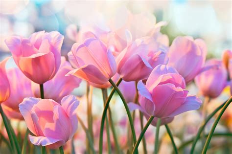 ou planter vos bulbes de tulipes conseil jardin willemse