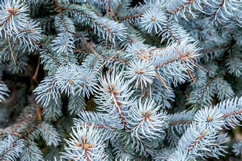 grow  care  colorado blue spruce