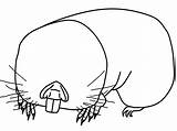 Coloring Pages Rat Popular sketch template
