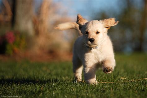 running puppy picture