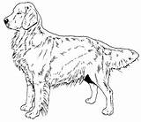 Retriever Puppy Bestcoloringpagesforkids Erwachsene sketch template