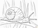 Snail Caracol Coloriage Escargot Snails Lumaca Schnecke Colorir Terrestre Dessin Hoja Schnecken Longa Folha Lumache Kleurplaat Stampare Respire Getdrawings Imprimir sketch template