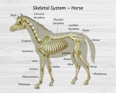 science horse skeletal system horse body parts explain etsy