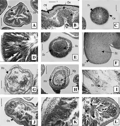 A Capensis Sexual Reproduction Spermatogenesis A