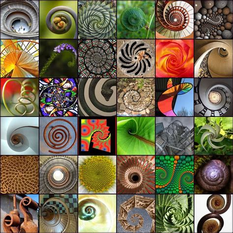 spiral geometry  nature fibonacci art spirals  nature