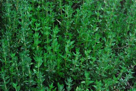 thyme rock garden herb garden thyme plant witch herbs bay leaves