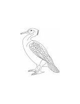 Cormorant Coloring Pied Little Great sketch template