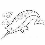 Narwhal Narwal Narwhale Walvis Asd5 sketch template