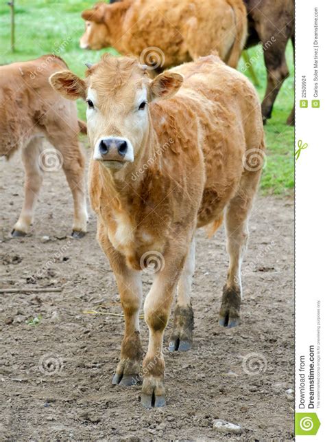 small  stock photo image  farmland farm countryside