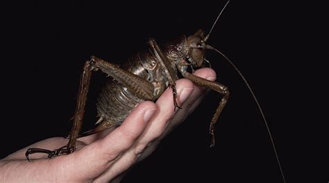 giant weta insect pictures  worlds biggest insect eats carrots