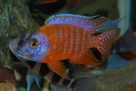 african cichlid red peacock  cichlids  sale  ifish store