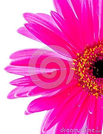 flower stock image image