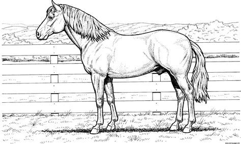 quarter horse coloring page printable