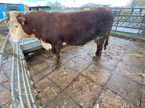 Breeding Cattle Burtondale Pedigree Registered Polled Hereford Bull