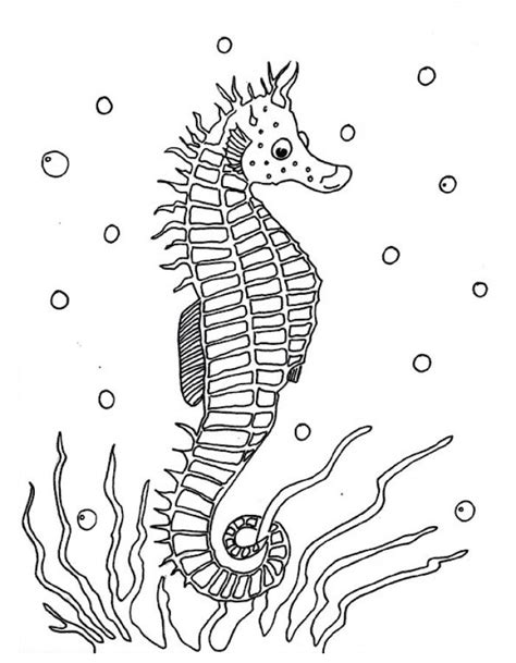 seahorse coloring pages kidsuki