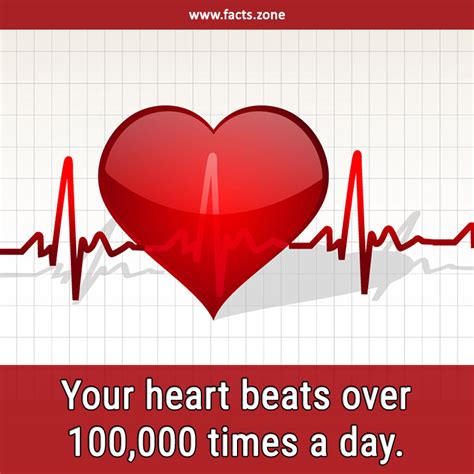 facts zone  heart beats   times