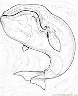 Baleine Humpback Whales Bowhead Marins Coloriages Boréale Mammals Boreale Coloringhome sketch template