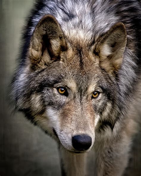 young wolf photograph  wes  dotty weber