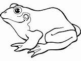 Coloring Frog Pages Amphibians sketch template